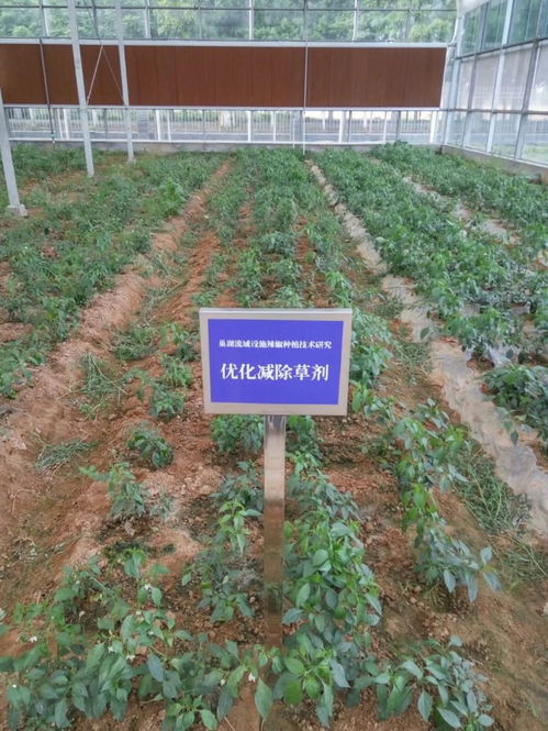 科技创新助力智慧农业发展 技术开发的前沿与应用